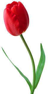 red tulip birth flower July